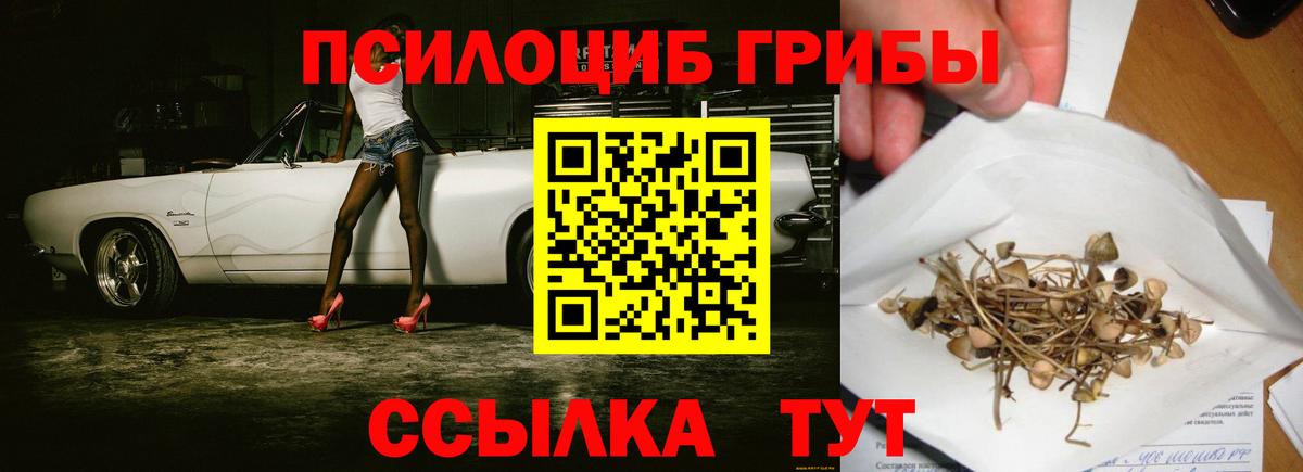Псилоцибиновые грибы Psilocybe Гусев